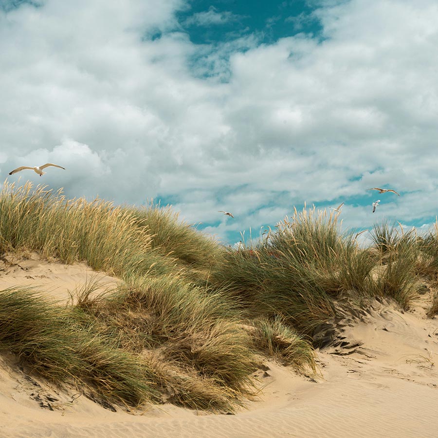Sandy beach with flying seagulls under cloudy blue skies.