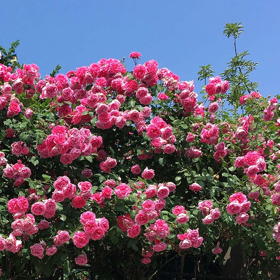 Detail of large pink flowering shrubs.