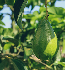 Goleta Avocado Tree with bright green fruit.