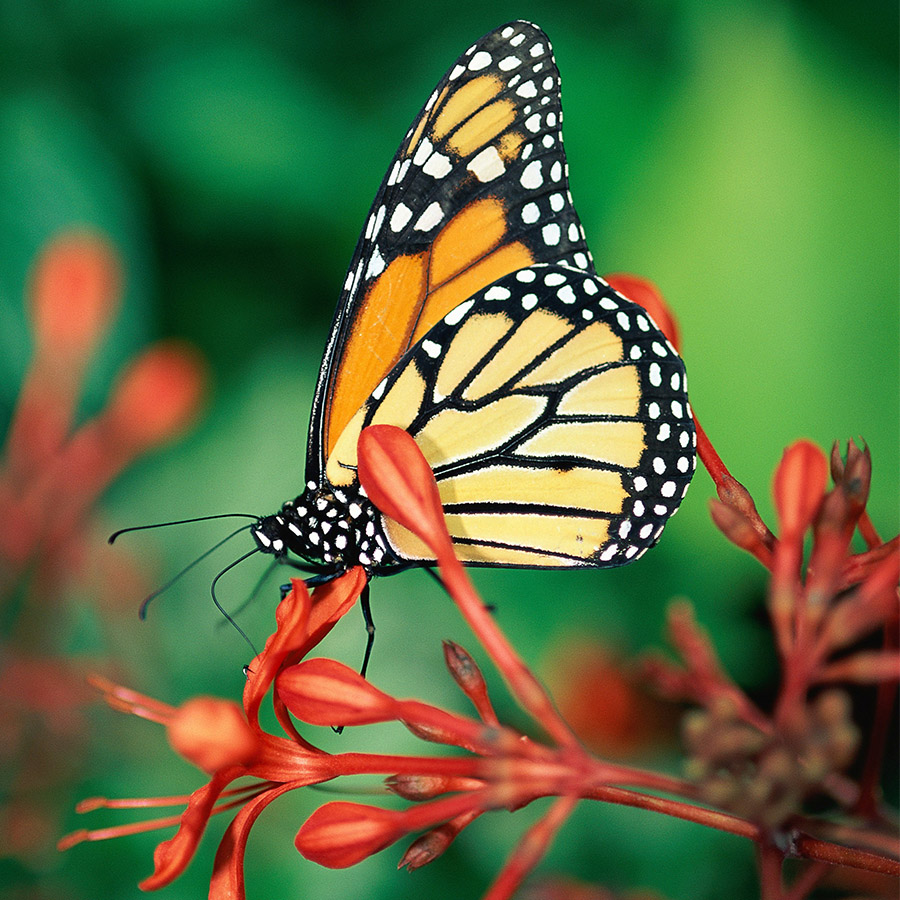 Yellow butterfly on red plant.