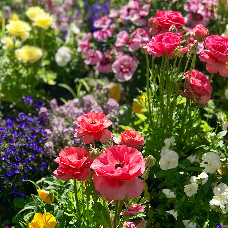 Field of colorful flowers.
