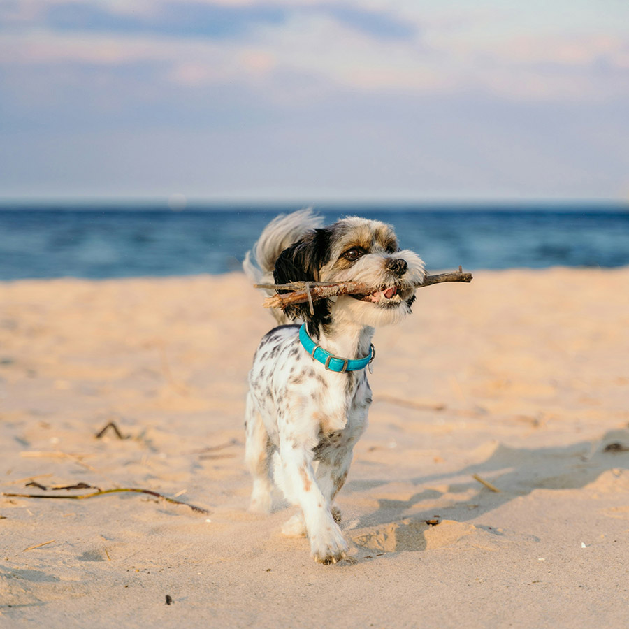 Friendly dog playing with stick on sandy beach.
