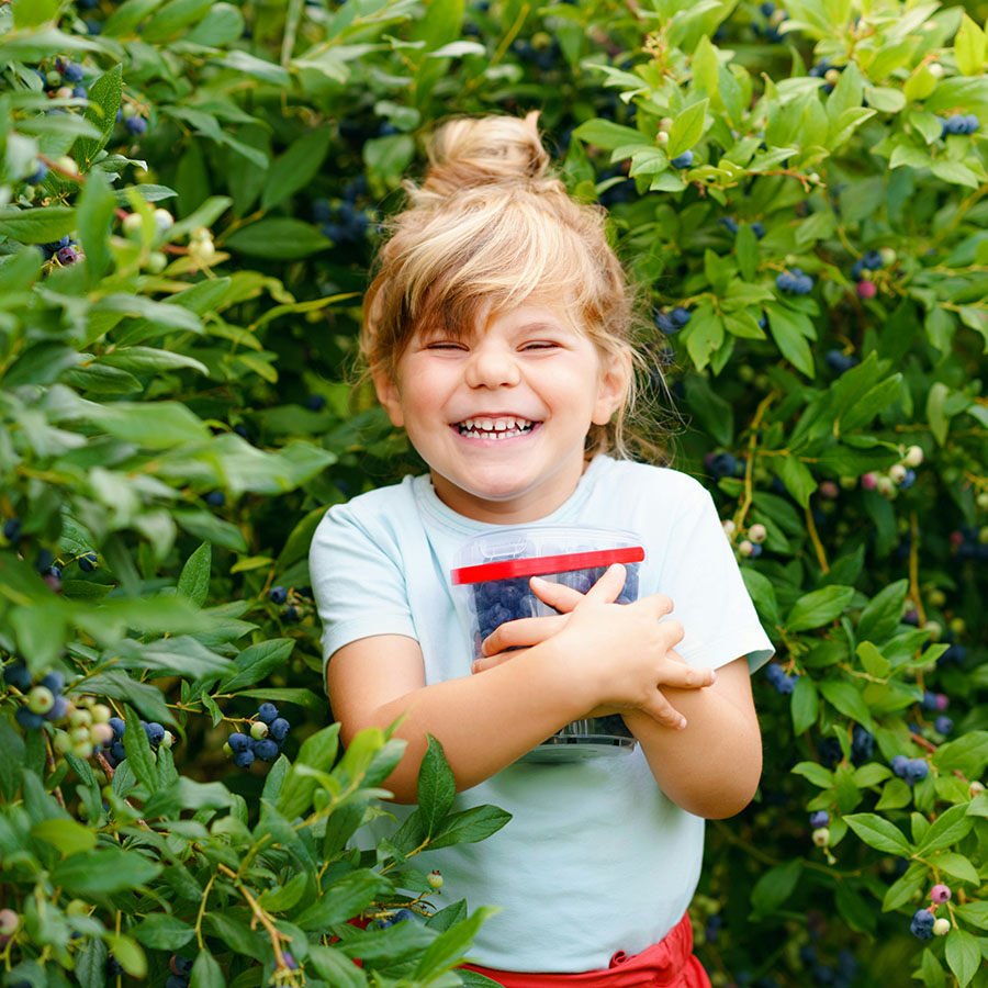 Child laughing while gathering blueberries.