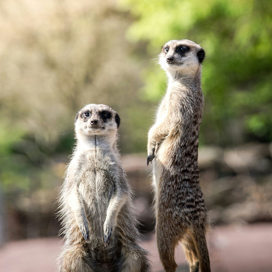 A pair of meerkats standing and observing their surroundings.