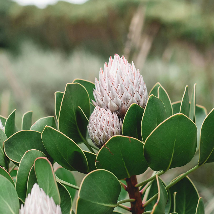 Detail of desert plants in gentle afternoon light.