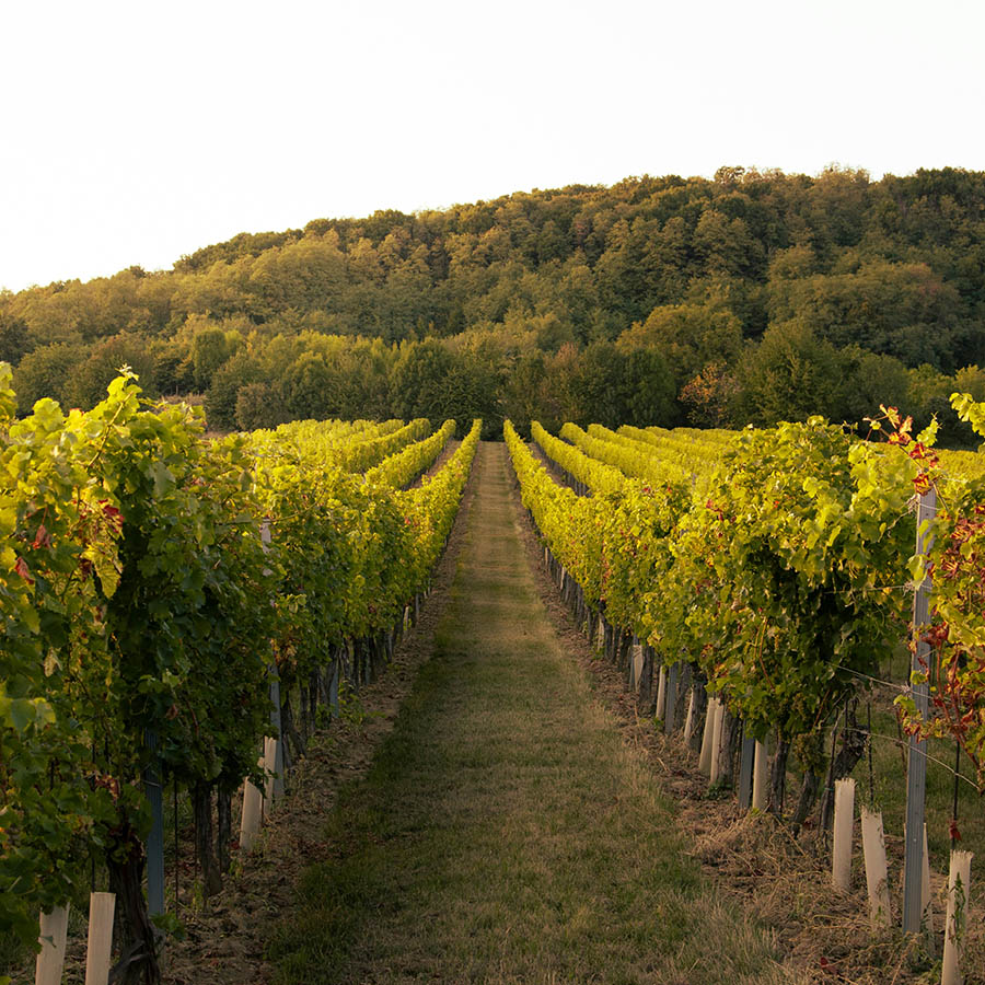 Green vineyards stretching into the distance under sunset skies.