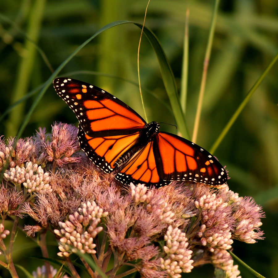 Monarch butterfly resting on flowers.