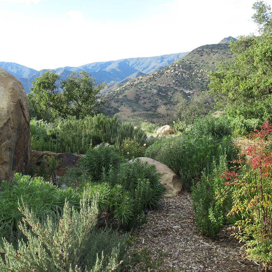 Desert landscape with brush, tall trees, and distant mountains.