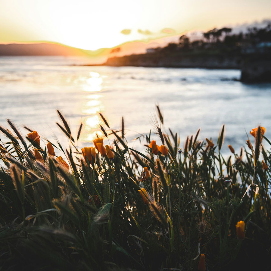Orange flowers and tall grasses silhouetted by the sunset over the ocean.