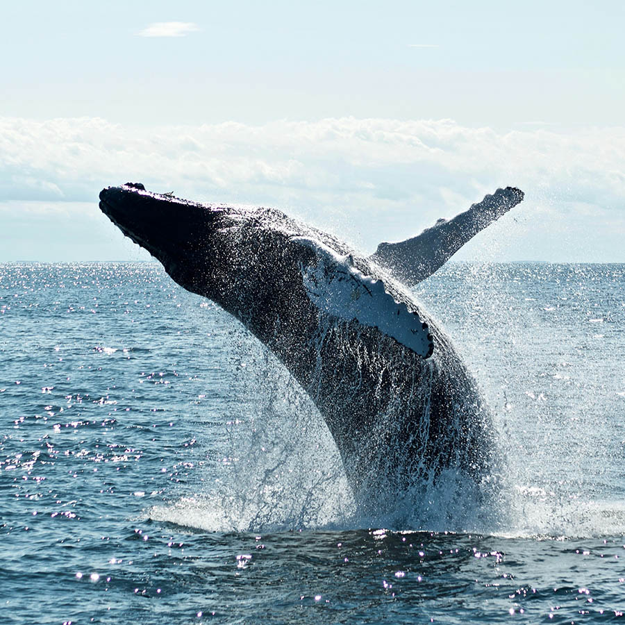 Whale breaching the ocean surface and turning over with a large splash.